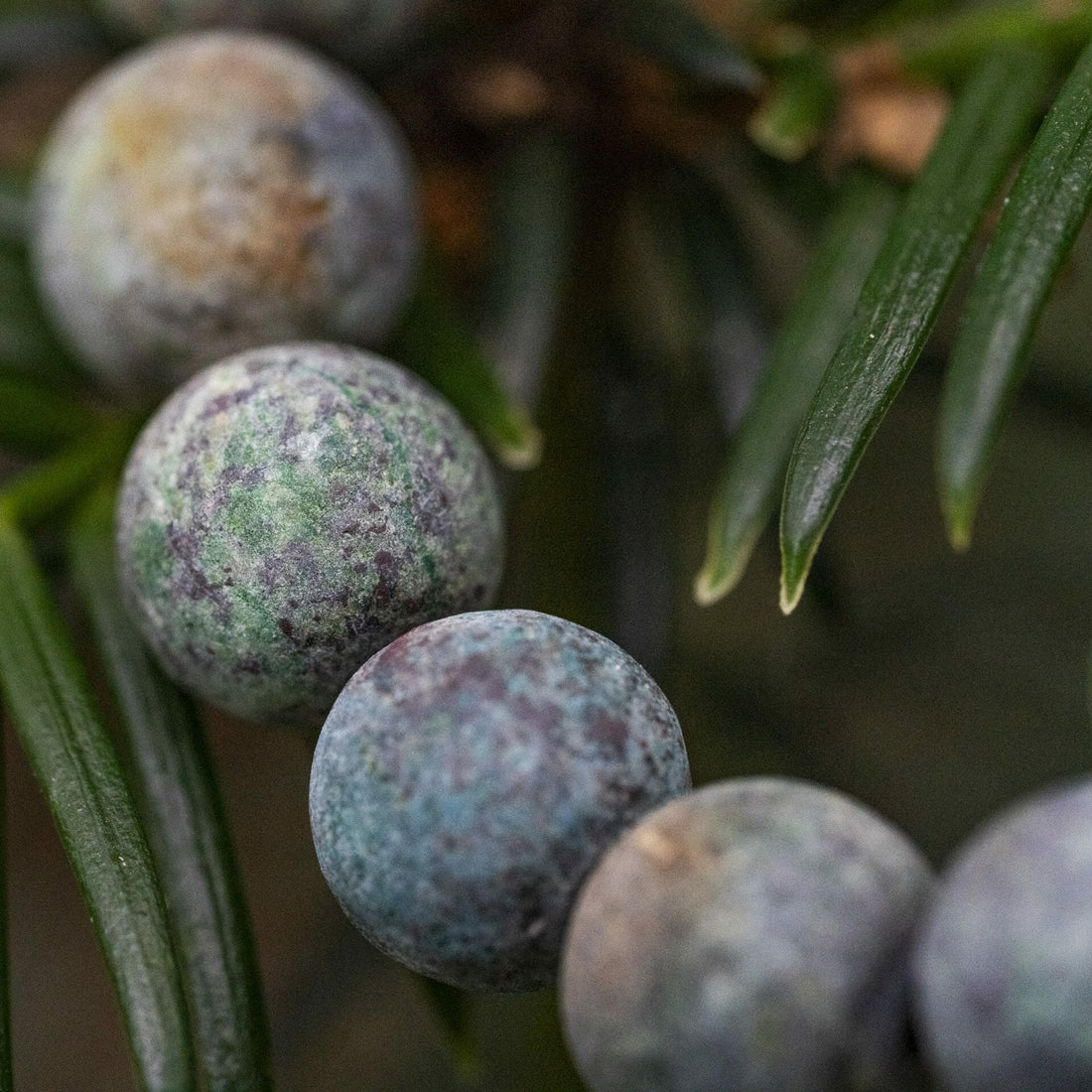 Namensgravur „Matte Stoney Look“ – 10 mm türkisfarbenes Perlenarmband